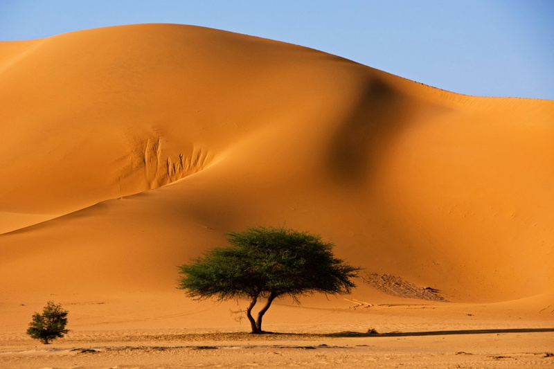Landscape, sky, Tree, tranquility, climate, outdoors, non-urban scene, Tassili NAjjer, plant, Algeria, remote, beauty in nature, Africa, Dune, sand dune