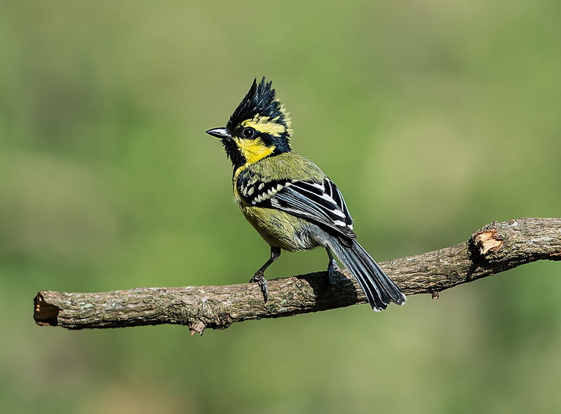 green, shot, black, daytime, gray, short, tit, Black-lored Tit, tree, brunch, Uttarakhand, BlackLored Tit, 480P, Nikon, white, beak, bird, India, Sattal