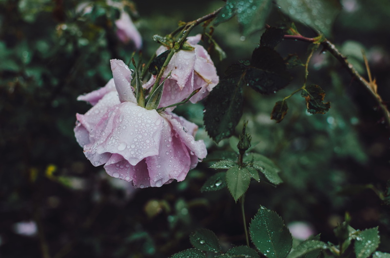 raindrop, shot, water, daytime, petal, flower head, 2K, rose - flower, growth, vulnerability, leaf, plant part, flowering plant, no people, macro shot