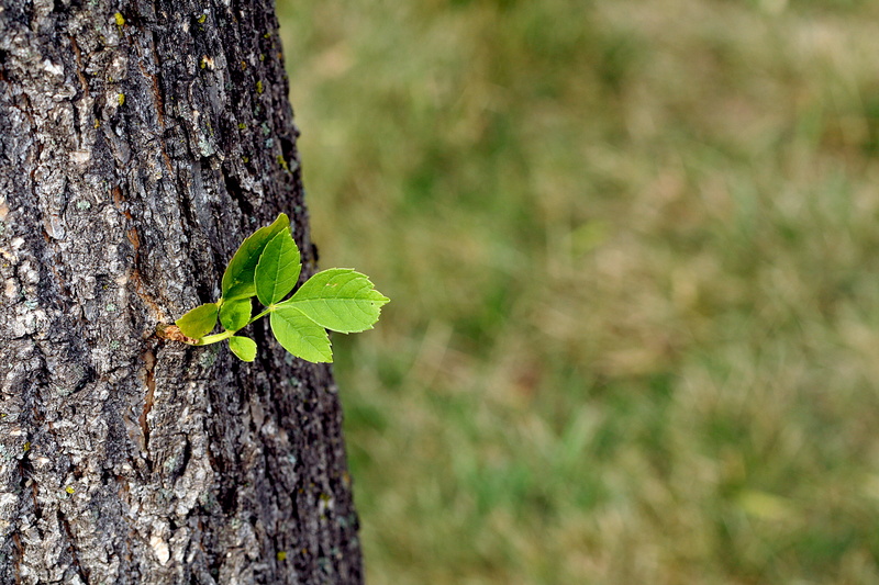 Growth, green, bokeh, forest, bark, 2K, tree, shot, leaf, photography, green Color, leafs, nature, tree  trunk, plant, daytime, macro shot, part, macro