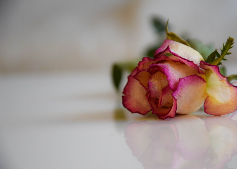 photography, romance, plant, Negative Space, red, pink Color, rose - Flower, flower, shallow, 5K, SE, flower Head, table, pink, mondays, white, nature