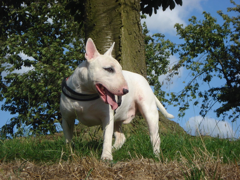 animals, bullterrier, 1080P, white, orion, bull, terrier