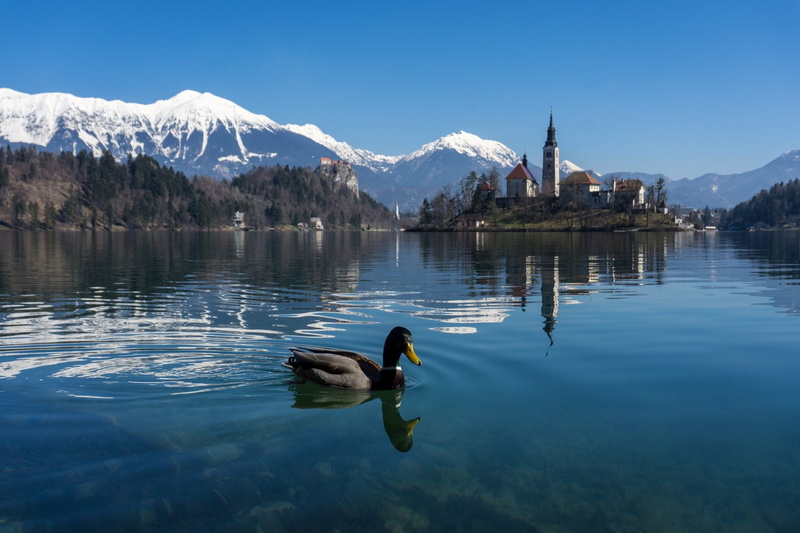 calm, body, reflection, lake, 720P, soaking, duck, background, water, mountain, nature, snow, cape