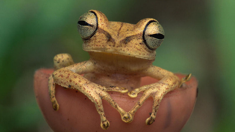 day, 3840x2160 px, front view, animal body part, 4K, animal, amphibian, animal wildlife, frog, reptile, nature, no people, close-up, animal themes, animals in the wild