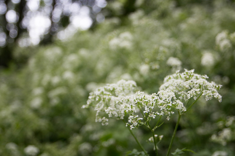 united kingdom, green color, flower, beauty in nature, day, spring, london, selective focus, 5K, flowering plant, plant part, growth, mudchute, no people
