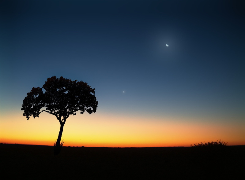 plant, clear sky, tranquility, scenics - nature, field, environment, Nature, no people, sunset, astronomy, beauty in nature, full moon, sun, silhouette