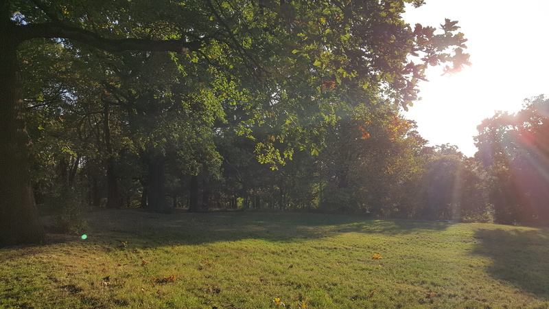 tranquil scene, land, trees, grass, rural, outdoors, countryside, tranquility, tree, green color, sunbeam, weather, field, plant, flare, growth, landscape