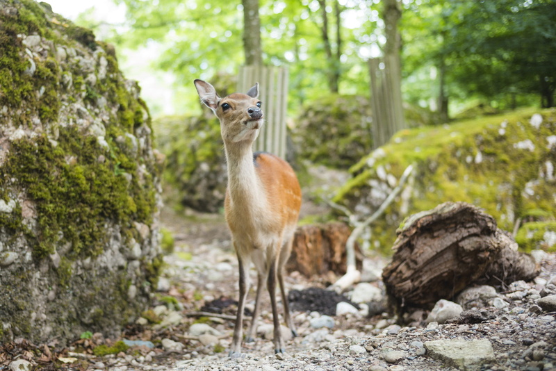deer, rock - object, antelope, switzerland, animals in the wild, day, forest, goldau, wildlife, arth, tree, flora, cute backgrounds, outdoors, 2K, no people