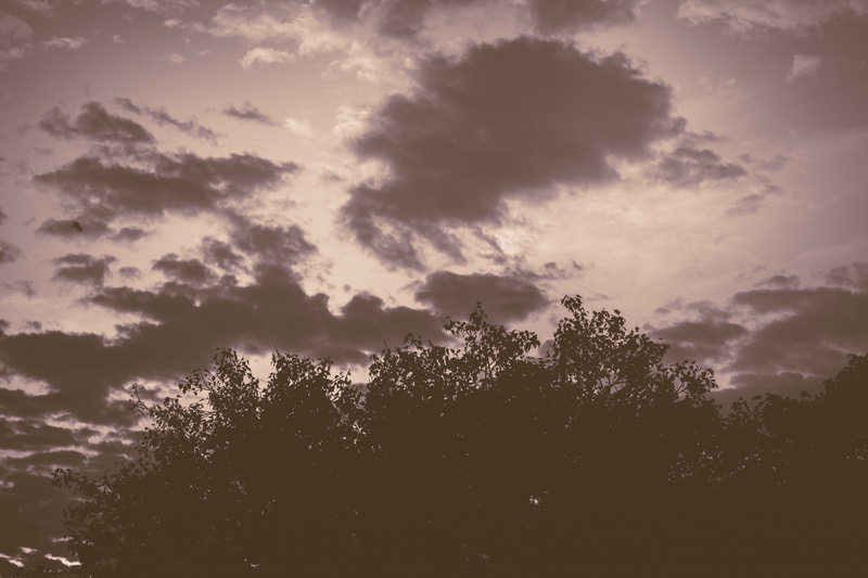 scenics - nature, growth, old rajinder nagar, tranquil scene, dark, tree, day, trees, beautiful, windy, non-urban scene, dramatic, silhouette, black and white