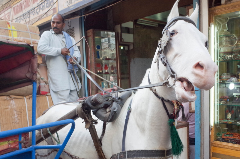 people, india, livestock, mature adult, standing, day, old delhi, animal wildlife, adult, domestic, domestic animals, front view, mature men, men, 2K