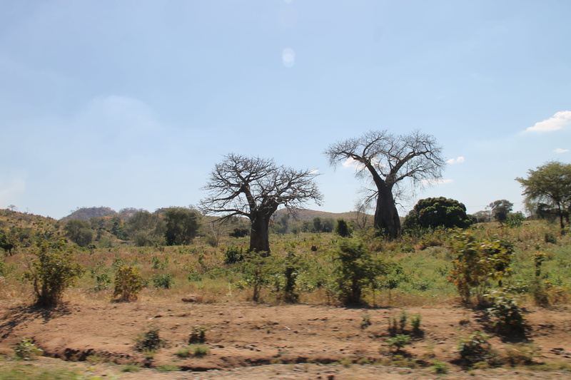 tranquil scene, beauty in nature, remote, malawi, field, outdoors, sky, environment, 4K, nature, land, semi-arid, grass, non-urban scene, tree, no people