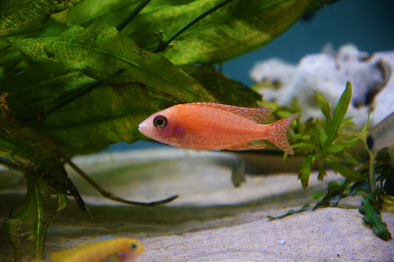 animal themes, animal wildlife, sea life, one animal, animals in captivity, underwater, vertebrate, animal, no people, fish, malawi cichlid, aquarium, close-up