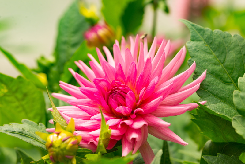 petal, austria, flower head, schloss hellbrunn, day, salzburg, focus on foreground, green color, fragility, inflorescence, macro, plant part, flower, close-up