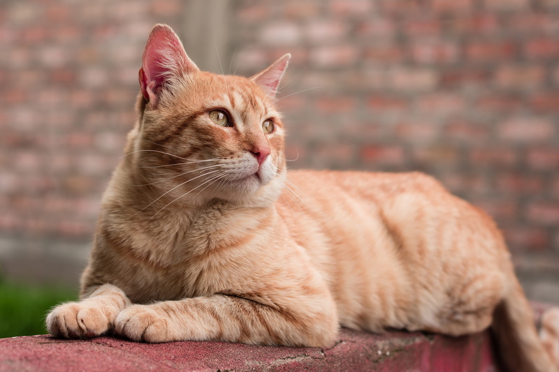 looking away, mammal, no people, feline, relaxation, focus on foreground, looking, vertebrate, domestic animals, cat, domestic cat, sitting, mammalia, animal