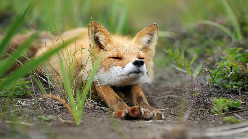 animal themes, domestic animals, nature, fox, animals, brown, animal head, day, 2K, domestic, animals in the wild, outdoors, young animal, digital art