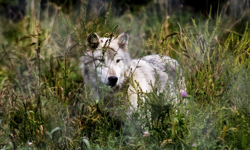 furry, white, animals In The Wild, field, grass, land, growth, plant, predator, animal themes, pets, animal, dog, vegetation, no people, domestic, portrait