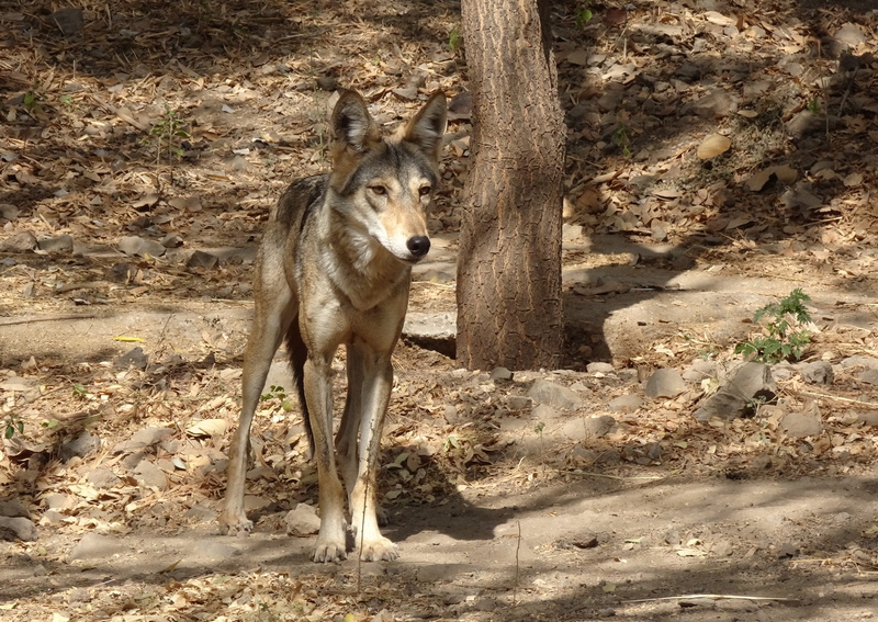 animals in the wild, herbivorous, nature, carnivore, no people, looking, trunk, grey wolf, domestic animals, one animal, sunlight, outdoors, rajkot, wildlife