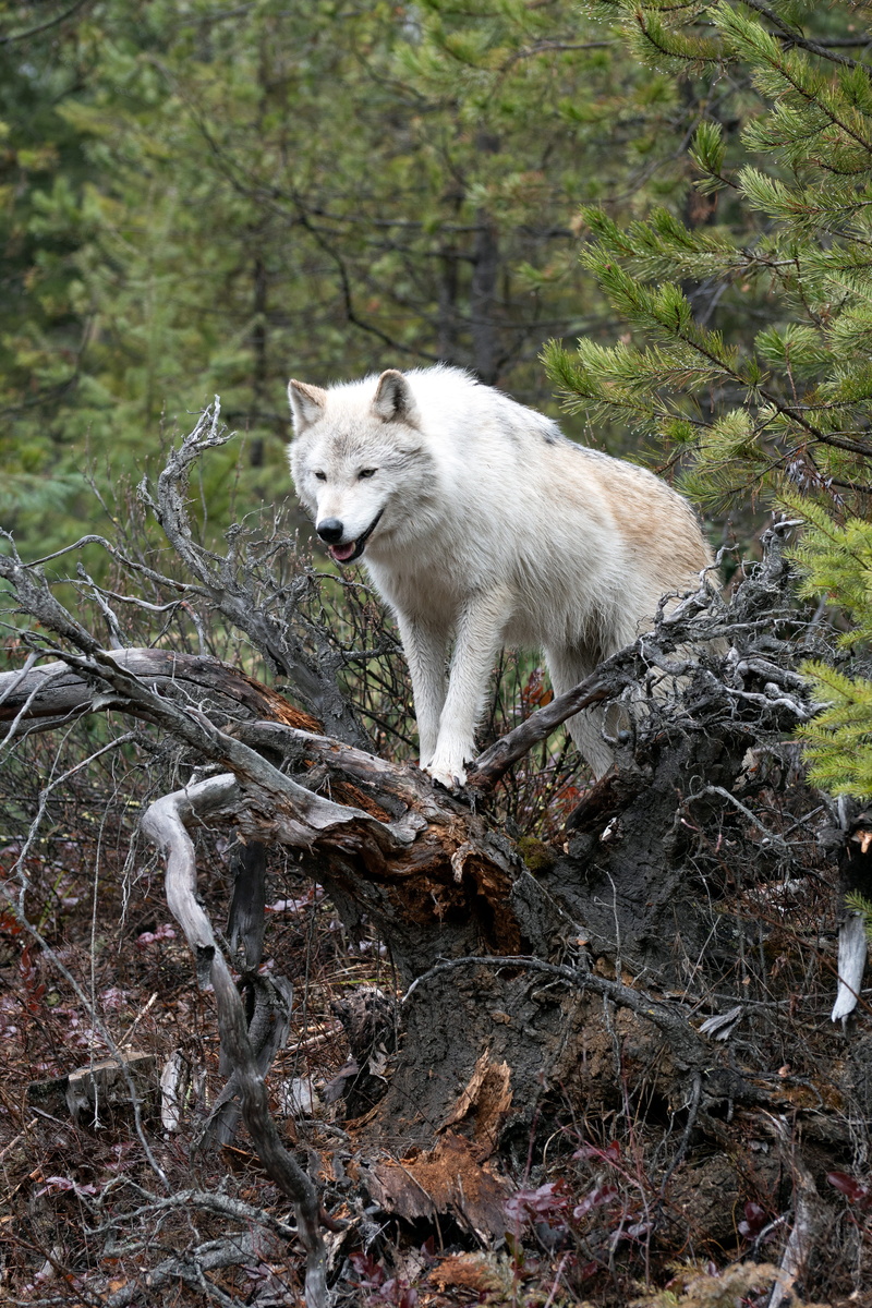 animal, animal themes, canine, lupus, tree, predator, wildlife, plant, outdoors, wolf, dangerous, nature, mammal, pets, white color, no people, 5K, animals in the wild