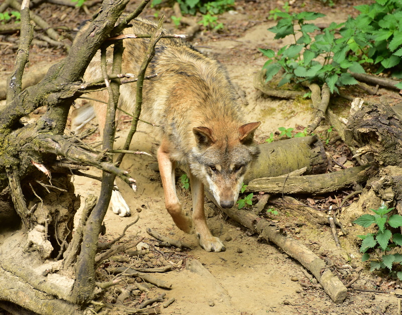 day, animal wildlife, canis lupus, mammal, animals in the wild, vertebrate, attention, no people, 4K, hunter, tree, outdoors, forest, leaf, land, zoo