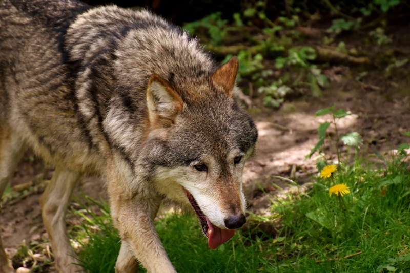 aggression, wolf face, snout, face, close-up, fur, plant, zoo, day, wolf, flower, close, one animal, canis lupus, carnivores, wilderness, predator, land