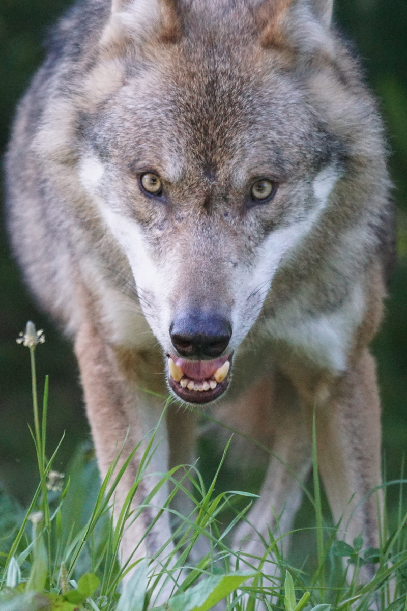 vertebrate, black, photo, focus on foreground, carnivore, close-up, animal mouth, wildlife, nature, attention, day, front view, european wolf, canis lupus