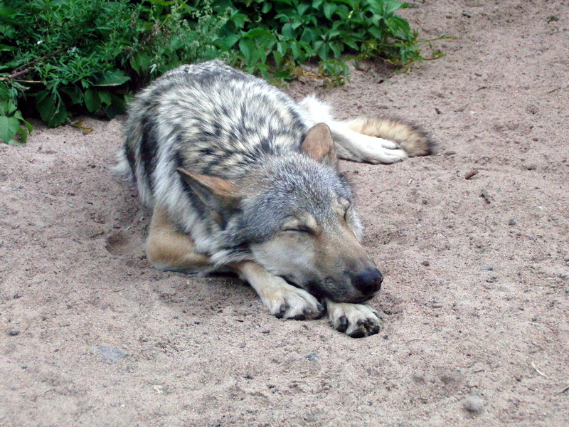 pets, beast of prey, one animal, mammal, fauna, wolf, lying down, nature, predator, sleeps, 2K, animal themes, canis lupus, relaxation, no people, high angle view