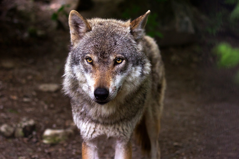 outdoors, nature, one animal, animal eye, canis lupus, hundeartig, vertebrate, animals in the wild, forest, mammal, focus on foreground, dog, eyes, standing