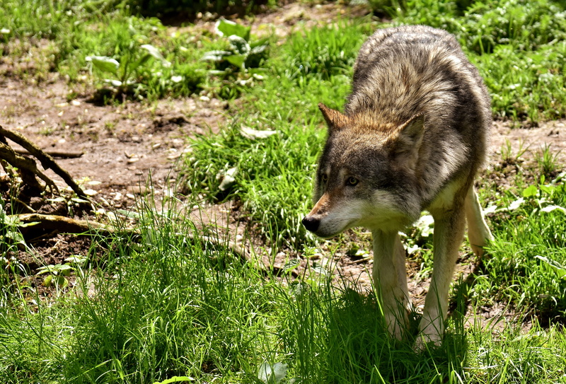 wolf face, fox, carnivores, vertebrate, wolf, wolf head, gray, plant, pack animal, no people, mammal, close, animal wildlife, animal themes, snout, nature