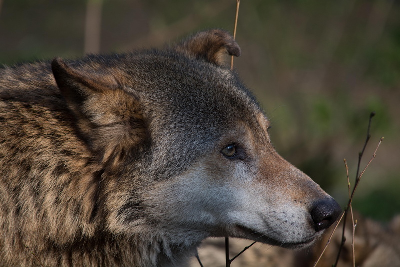 animal head, wildlife, profile view, animal wildlife, no people, animal world, carnivore, zoo, side view, snout, Animal, hunter, wildlife photography, animals In The Wild