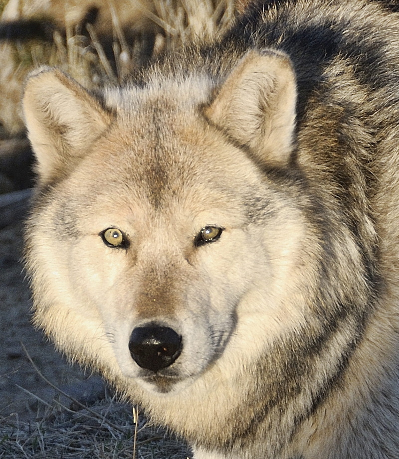 dog, predator, animal, animal themes, domestic, hunter, day, animals in the wild, canine, vertebrate, portrait, pets, animal head, looking at camera, carnivore