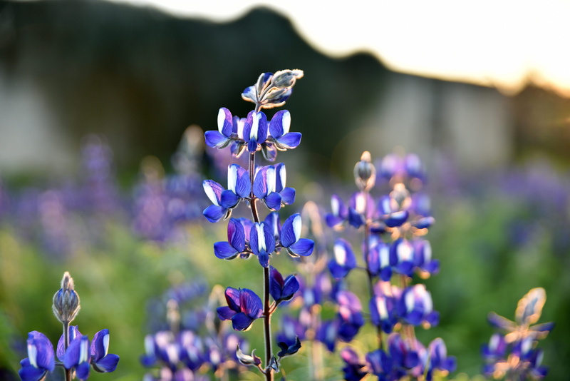 lupins, day, countryside, bloom, purple, blue, fragility, lupine, vulnerability, growth, lavender, nature, flora, beauty in nature, plant, no people, spring