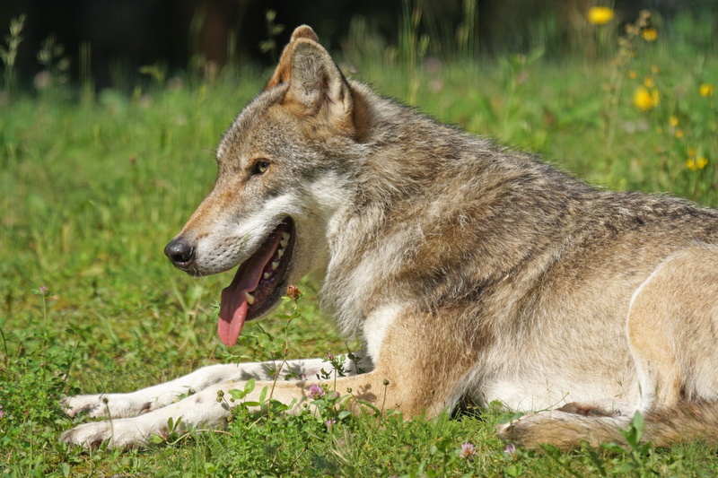 vertebrate, nature, domestic animals, photography, animal mouth, green, animal themes, 5K, field, aggression, canis lupus, plant, lying, outdoors, wolf