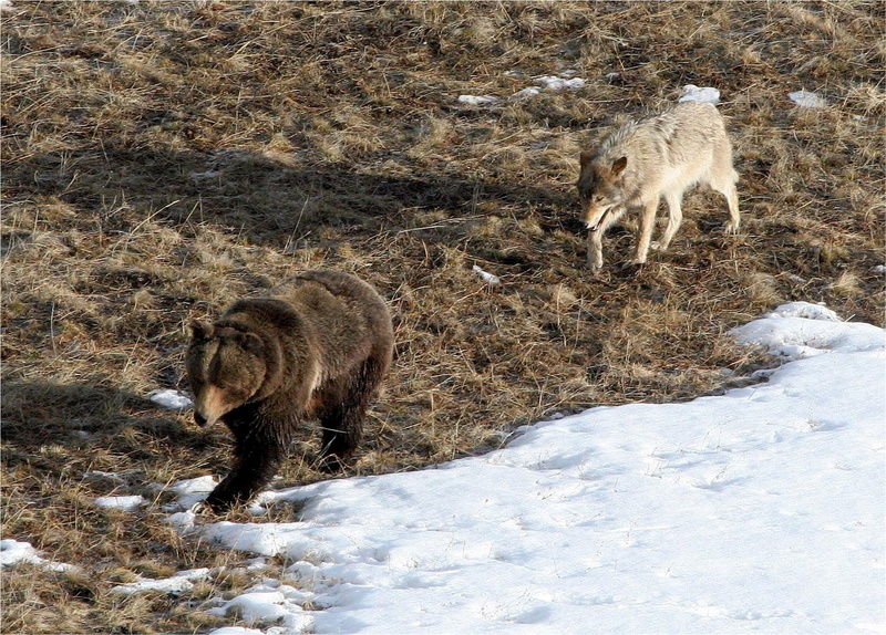 mammal, carnivore, brown, canis lupus, day, snow, field, land, 1080P, gray, vertebrate, fur, group of animals, no people, following, predator, bear, animal wildlife