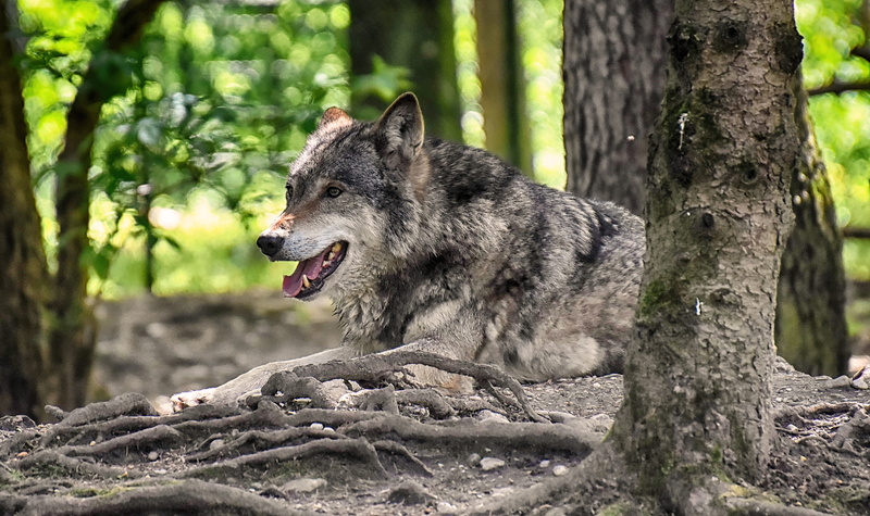pack animal, outdoors, dangerous, aggression, mouth open, animal themes, hellabrunn, forest, nature, relaxed, tree trunk, predator, wild animal, pets, wolf