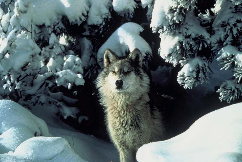 wildlife, vertebrate, mammal, animal head, rock, animal, wolf, 2K, standing, no people, animal themes, bear, daytime, outdoors, animals in the wild, brown