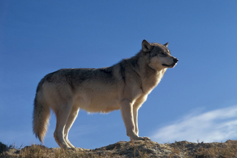 animal, 1080P, full length, domestic animals, daytime, predator, nature, grass, lupus, white, mammal, angle, no people, standing, gray, wilderness, wild