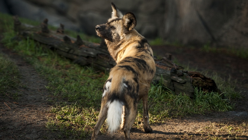 sunny day, predator, African wild dog, sun, brown, african, 4K, fur, green grass, Wild dog, wild, dog