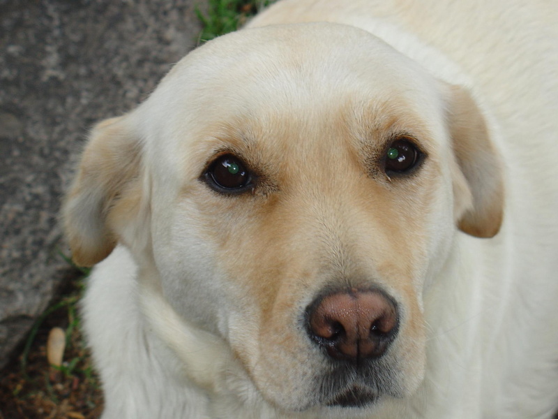sweet, labrador, retriever, yellow, dogs, 1080P, animals