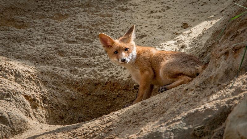 red, domestic animals, small, animals And Pets, beast, cute, wildlife, portrait, no people, vertebrate, day, formation, animal wildlife, animals In The Wild