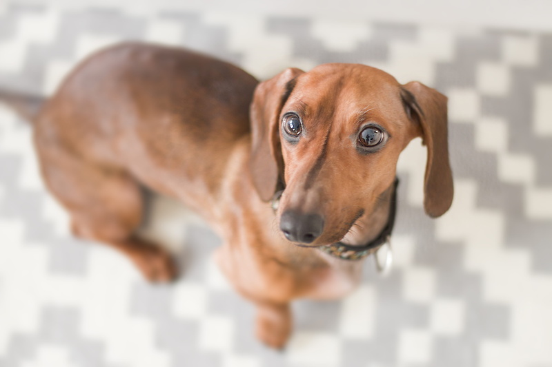 no people, one animal, pet, animal head, adorable, dog, close-up, focus on foreground, purebred dog, high angle view, looking at camera, 5K, dachshund
