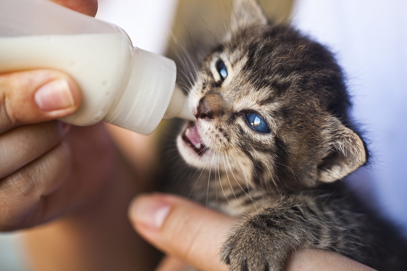 one animal, people, close, human body part, feline, domestic cat, mammal, person, kitty, animal lover, domestic animals, whiskers, milk, selective focus