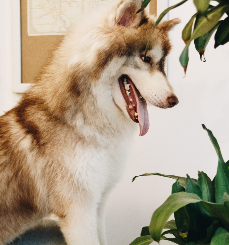 leaves, purebred, siberian, eye, husky, no people, mouth, nature, animal themes, one animal, blur, close-up, fur, siberian husky, portrait, mammal, pets