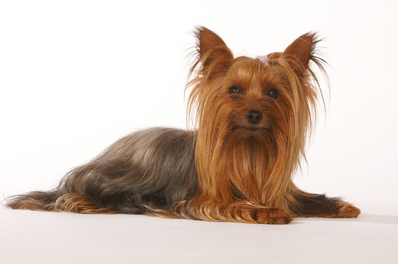 mammal, domestic, looking at camera, pet, small, lap dog, purebred dog, relax, domestic animals, hairy, dog, brown, animal, indoors, adorable, purebred