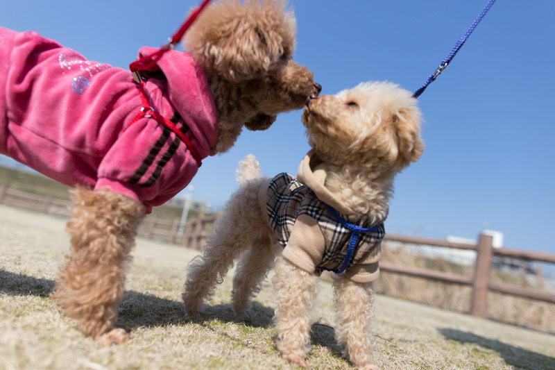 domestic, domestic animals, standing, dog, nature, animal, puppy, pet, running, clothing, outdoors, Poodle dog, people, ground, friendship, animal themes