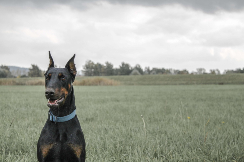 fields, colorful, pets, sky, nature, grass, mammal, land, no people, autumn, canine, domestic animals, doberman, landscape, animal, dog, one animal, plant