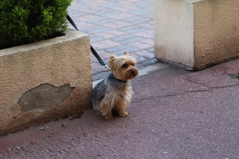 canidae, domestic, leash, animal themes, canine, looking, pet, footpath, dog, sit, animal, high angle view, nature, outdoor, portrait, street, looking away