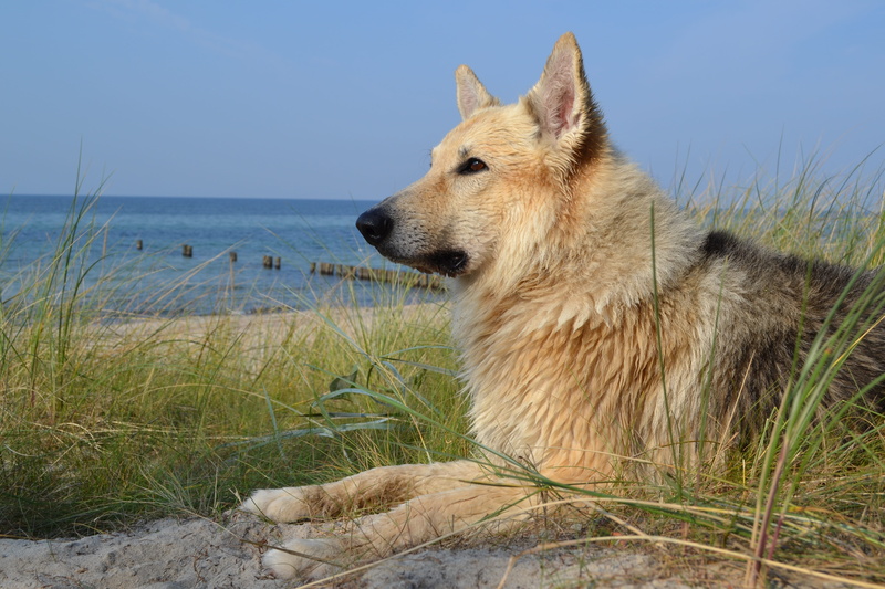 schäfer, pets, water, sky, day, beach, animal themes, baltic sea, german shepherd hybrid, domestic animals, canidae, wet, dog, vertebrate, looking away