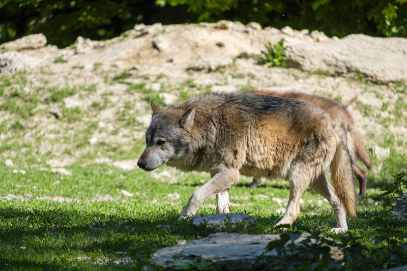 plant, wolf, animals in the wild, vertebrate, carnivores, side view, grass, nature, full length, land, no people, 5K, mammal, profile view, one animal