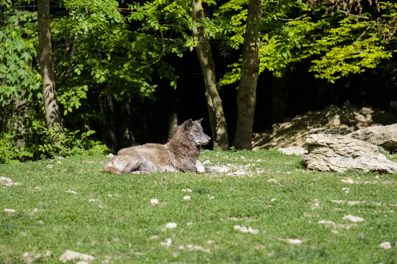 tree, growth, predator, land, outdoors, field, 5K, animal, green color, canidae, wolf, animal themes, european wolf, domestic, sunlight, mammal, animals in the wild