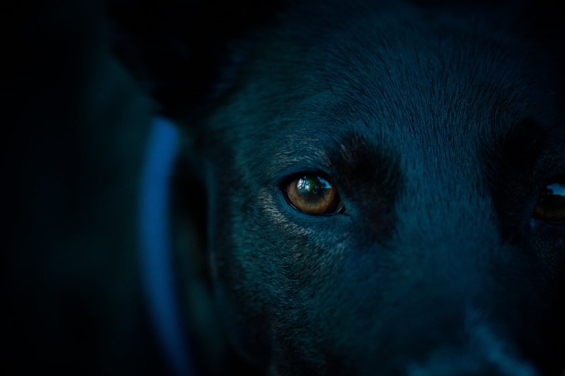 short hair, domestic, animal body part, dog head, canine, domestic animals, look, looking at camera, vertebrate, black Color, dog, dark, animal themes